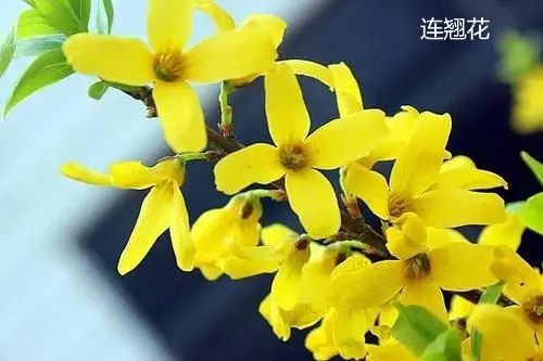 连翘花