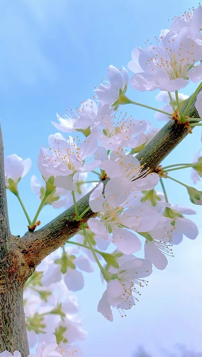 李花